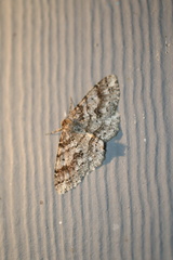 Melanolophia imitata