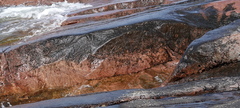 Ulothrix