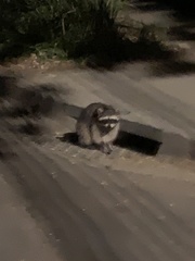 Procyon lotor psora