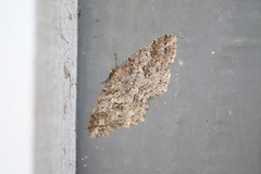 Melanolophia imitata