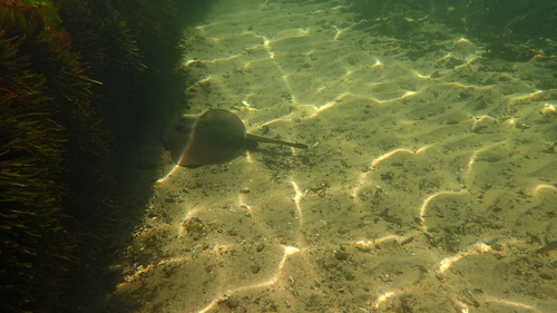 Eastern Shovelnose Stingaree, Hampton Beach, Victoria, Australia, photo 6 of 10