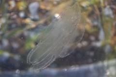 Bolinopsis microptera