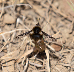 Bombylius albicapillus