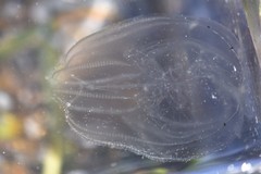 Bolinopsis microptera