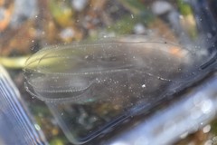 Bolinopsis microptera