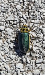 Trirhabda flavolimbata