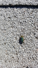 Trirhabda flavolimbata