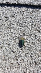 Trirhabda flavolimbata