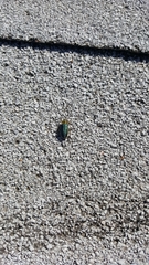 Trirhabda flavolimbata