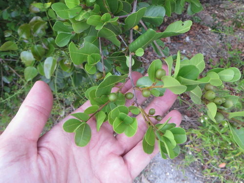 Image of Reynosia septentrionalis by (c) Ben Machado, some rights reserved (CC BY)