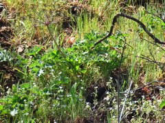 Lomatium repostum