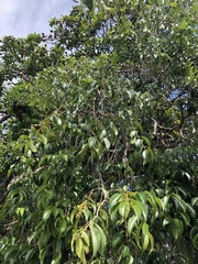 Eugenia candolleana