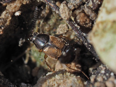 Oxypoda acuminata