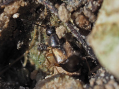 Oxypoda acuminata