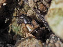 Oxypoda acuminata