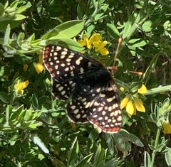 Euphydryas chalcedona chalcedona
