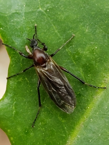 Bibio articulatus photo 6