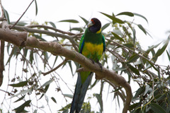 Barnardius zonarius semitorquatus