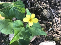 Viola lobata integrifolia
