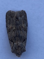 Lithophane furcifera