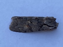 Lithophane furcifera