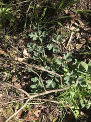 Lomatium repostum