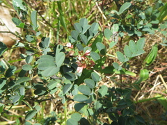 Indigofera trita scabra