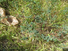 Indigofera trita scabra