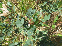 Indigofera trita scabra