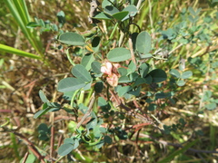 Indigofera trita scabra