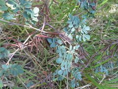 Indigofera trita scabra
