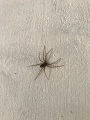 Loxosceles rufescens