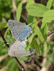 Glaucopsyche lycormas