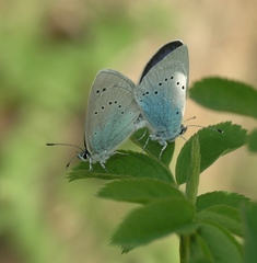 Glaucopsyche lycormas