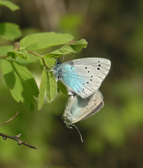 Glaucopsyche lycormas