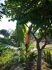 Burretiokentia