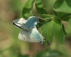 Glaucopsyche lycormas