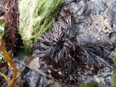 Odonthalia