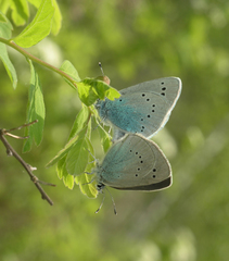 Glaucopsyche lycormas