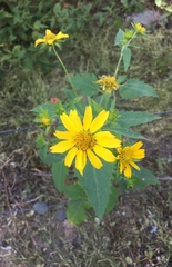 Verbesina encelioides