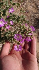 Mirabilis laevis