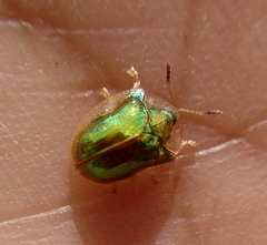 Charidotella succinea