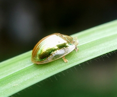 Charidotella succinea