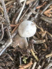 Geastrum pectinatum