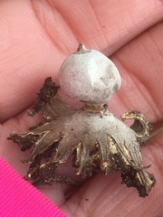 Geastrum pectinatum