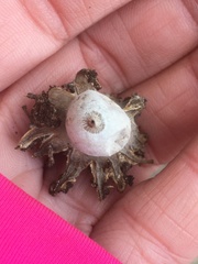 Geastrum pectinatum