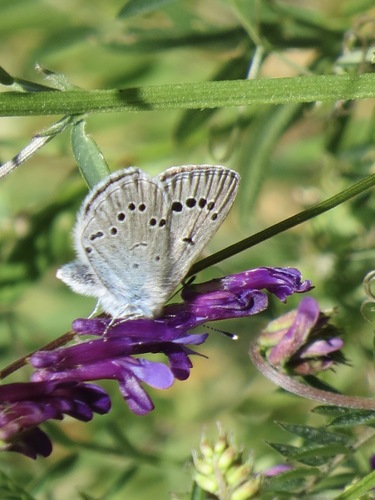 Silvery Blue photo 6