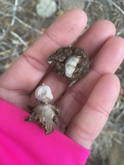 Geastrum pectinatum