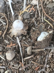 Geastrum pectinatum