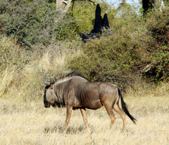 Connochaetes taurinus